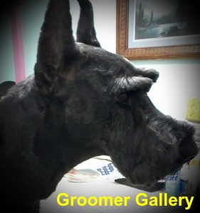 Groomer Gallery Ham Lake MN